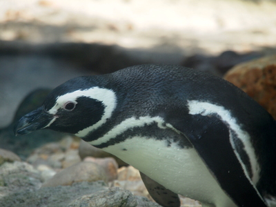 [Penquin is bent forward as if it is getting reading to jump into the water. This penguin has an all-black beak. It's white stomach has an outer ring of black and then a ring of white before becoming all black on the back. It's face is black except for a white section that is c-shape which goes from above the eye to the back of the head and then under the beak. ]